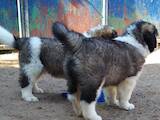 Собаки, щенки Московская сторожевая, цена 12000 Грн., Фото
