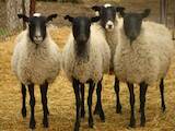 Животноводство,  Сельхоз животные Бараны, овцы, цена 45 Грн., Фото