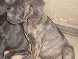 Собаки, щенята Кане Корсо, ціна 4000 Грн., Фото