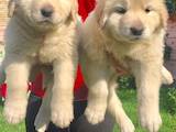 Собаки, щенки Кавказская овчарка, цена 8000 Грн., Фото