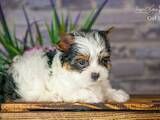 Собаки, щенки Йоркширский терьер, цена 15000 Грн., Фото