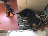 Собаки, щенята Вельштер'єр, ціна 4900 Грн., Фото