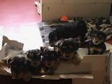 Собаки, щенята Вельштер'єр, ціна 4900 Грн., Фото