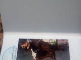Собаки, щенята Німецька гладкошерста лягава, ціна 10000 Грн., Фото