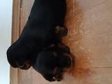 Собаки, щенки Йоркширский терьер, цена 4300 Грн., Фото