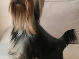 Собаки, щенята Йоркширський тер'єр, ціна 4300 Грн., Фото
