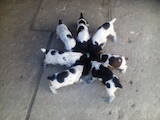 Собаки, щенки Русский спаниель, цена 1200 Грн., Фото