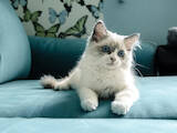 Кішки, кошенята Регдолл, ціна 16000 Грн., Фото