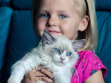 Кошки, котята Рэгдолл, цена 16000 Грн., Фото