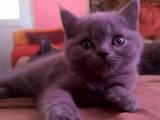 Кошки, котята Британская короткошерстная, цена 550 Грн., Фото
