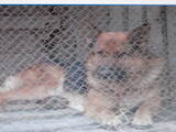 Собаки, щенята Німецька вівчарка, ціна 3000 Грн., Фото