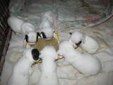 Собаки, щенки Французский бульдог, цена 10000 Грн., Фото