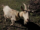 Тваринництво,  Сільгосп тварини Кози, ціна 3000 Грн., Фото