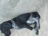 Собаки, щенята Німецька жорсткошерста лягава, ціна 2100 Грн., Фото