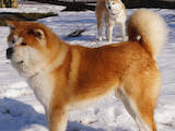 Собаки, щенята Акіта-іну, ціна 20000 Грн., Фото
