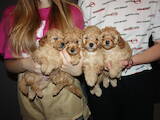 Собаки, щенки Карликовый пудель, цена 10000 Грн., Фото
