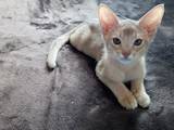 Кішки, кошенята Абіссінська, ціна 9000 Грн., Фото