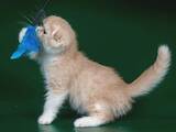 Кошки, котята Шотландская вислоухая, цена 6500 Грн., Фото