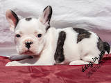 Собаки, щенята Французький бульдог, ціна 10000 Грн., Фото