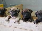 Собаки, щенята Канарський дог, ціна 28000 Грн., Фото