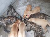 Собаки, щенки Канарский дог, цена 28000 Грн., Фото