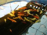 Рибки, акваріуми Рибки, ціна 200 Грн., Фото