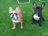 Собаки, щенки Французский бульдог, цена 5000 Грн., Фото