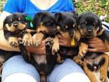 Собаки, щенки Ротвейлер, цена 8000 Грн., Фото