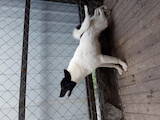 Собаки, щенята Російсько-Європейська лайка, ціна 7500 Грн., Фото