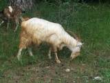 Тваринництво,  Сільгосп тварини Кози, ціна 300 Грн., Фото
