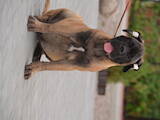 Собаки, щенята Бульмастиф, ціна 22000 Грн., Фото