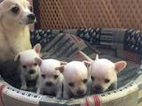 Собаки, щенята Чихуа-хуа, ціна 4500 Грн., Фото