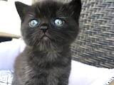 Кошки, котята Шотландская короткошерстная, цена 1200 Грн., Фото