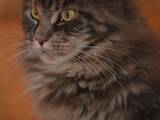 Кішки, кошенята Мейн-кун, ціна 2000 Грн., Фото