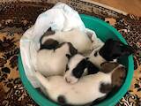 Собаки, щенки Гладкошерстный фокстерьер, цена 1500 Грн., Фото