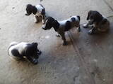 Собаки, щенки Русский спаниель, цена 700 Грн., Фото