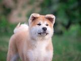 Собаки, щенята Акіта-іну, ціна 26000 Грн., Фото