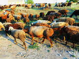 Животноводство,  Сельхоз животные Бараны, овцы, цена 2500 Грн., Фото