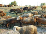 Животноводство,  Сельхоз животные Бараны, овцы, цена 2500 Грн., Фото
