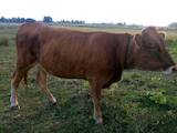 Животноводство,  Сельхоз животные Крупно-рогатый скот, цена 14300 Грн., Фото