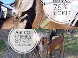 Тваринництво,  Сільгосп тварини Кози, ціна 7000 Грн., Фото