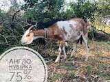 Животноводство,  Сельхоз животные Козы, цена 7000 Грн., Фото