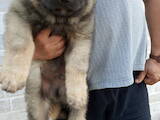 Собаки, щенята Кавказька вівчарка, ціна 8700 Грн., Фото