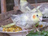 Попугаи и птицы Попугаи, цена 450 Грн., Фото