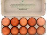 Продовольствие Яйца, цена 1 Грн., Фото