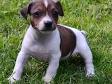 Собаки, щенки Джек Рассел терьер, цена 5500 Грн., Фото