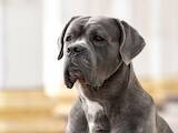 Собаки, щенята Кане Корсо, ціна 20000 Грн., Фото