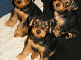 Собаки, щенята Вельштер'єр, ціна 4100 Грн., Фото