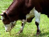 Животноводство,  Сельхоз животные Крупно-рогатый скот, цена 36 Грн., Фото