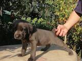 Собаки, щенята Кане Корсо, ціна 3800 Грн., Фото